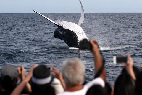 Whale Watching Tour In Gold Coast - Accommodation ACT 1