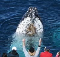 Whale Watching Tour in Gold Coast - Accommodation ACT