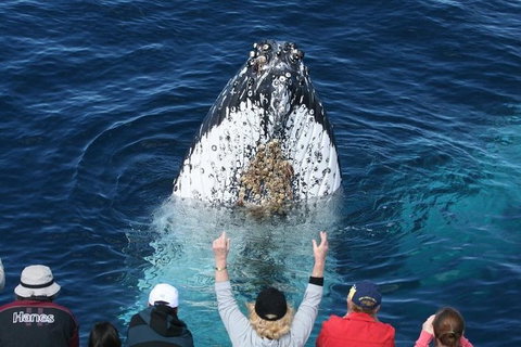 Whale Watching Tour In Gold Coast - Accommodation ACT 0