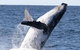 Whale Watching Tour In Gold Coast - thumb 3