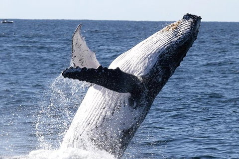 Whale Watching Tour In Gold Coast - Accommodation ACT 3