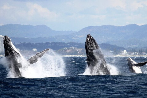 Whale Watching Tour In Gold Coast - Accommodation ACT 6