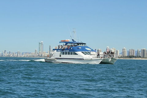 Whale Watching Tour In Gold Coast - Accommodation ACT 4