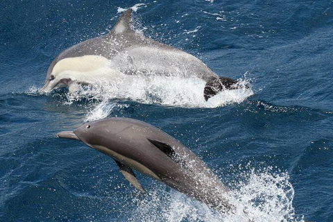 Whale Watching Tour In Gold Coast - Accommodation ACT 2
