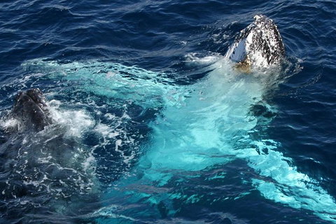 Whale Watching Tour In Gold Coast - Accommodation ACT 5