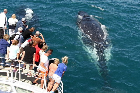 Whale Watching Tour In Gold Coast - Accommodation ACT 7