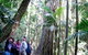 Gold Coast 4WD Eco Outback Tracks Tour - thumb 2