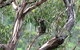 Gold Coast 4WD Eco Outback Tracks Tour - thumb 5