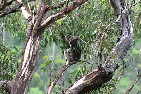 Gold Coast 4WD Eco Outback Tracks Tour - Accommodation ACT 5