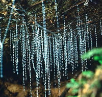 Glow Worm Evening Eco-Adventure from the Gold Coast - Accommodation ACT