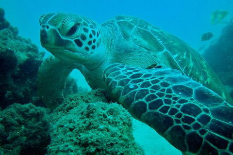 Guided Snorkel With Fish Tour At Wavebreak Island, Gold Coast - Accommodation ACT 9