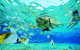 Guided Snorkel With Fish Tour At Wavebreak Island, Gold Coast - thumb 3