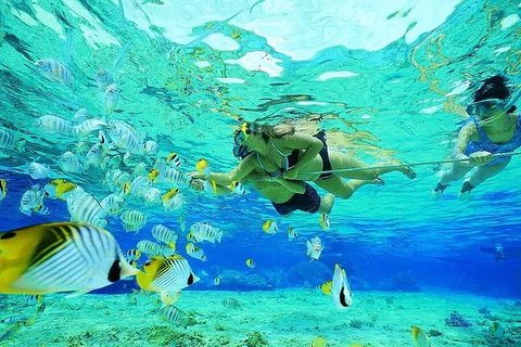 Guided Snorkel With Fish Tour At Wavebreak Island, Gold Coast - Accommodation ACT 3