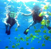 Guided Snorkel with Fish Tour at Wavebreak Island Gold Coast - Accommodation ACT