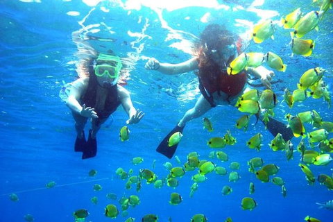 Guided Snorkel With Fish Tour At Wavebreak Island, Gold Coast - Accommodation ACT 0