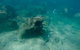 Guided Snorkel With Fish Tour At Wavebreak Island, Gold Coast - thumb 1
