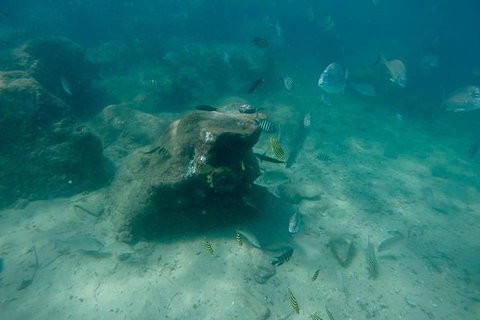 Guided Snorkel With Fish Tour At Wavebreak Island, Gold Coast - Accommodation ACT 1