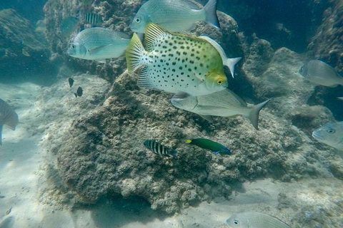 Guided Snorkel With Fish Tour At Wavebreak Island, Gold Coast - Accommodation ACT 11