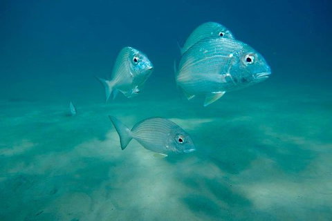 Guided Snorkel With Fish Tour At Wavebreak Island, Gold Coast - Accommodation ACT 13