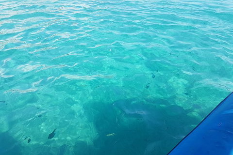 Guided Snorkel With Fish Tour At Wavebreak Island, Gold Coast - Accommodation ACT 10