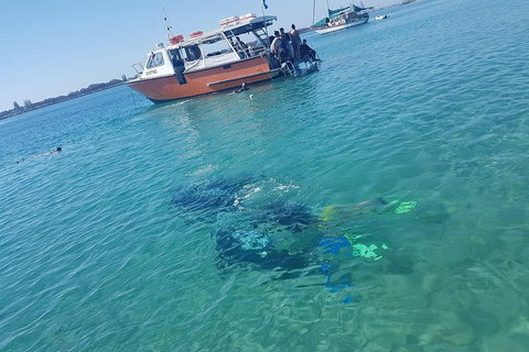 Guided Snorkel With Fish Tour At Wavebreak Island, Gold Coast - Accommodation ACT 6