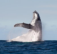 Private whale watching - Accommodation ACT