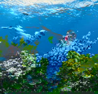 Full Day Snorkel In The Great Barrier Reef - Accommodation ACT