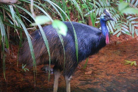 Daintree Discovery Centre Family Pass Ticket - Accommodation ACT 7
