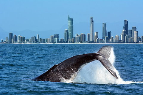 Gold Coast Airport To And From Byron Bay, NSW For Up-to 7 Ppl - Accommodation ACT 0