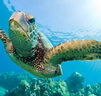 Guided Snorkel with Fish Tour at Cook Island Aquatic Reserve - Accommodation ACT