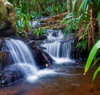 Glow Worms Private Tour - Nocturnal Rainforest Walk - Accommodation ACT