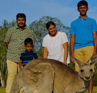 Kangaroo Watching  Koala Spotting - Private Tour - Accommodation ACT