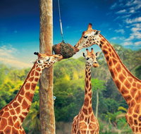 Croc Express to Australia Zoo from Gold Coast - Accommodation ACT