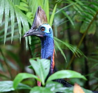 Guided Night Walk in Cape Tribulation - Accommodation ACT