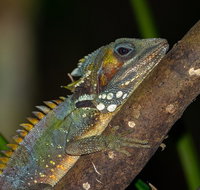 Family Night Walking Tour at Tropical Rainforest in Daintree - Accommodation ACT