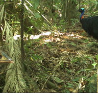 Small-Group Trekking Experience in Daintree National Park - Accommodation ACT