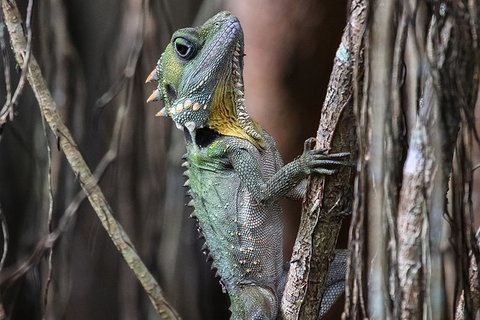 Mossman Gorge Adventure Day - Accommodation ACT 3