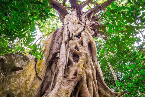 Mossman Gorge Adventure Day - Accommodation ACT 5
