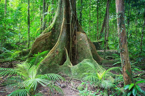 Mossman Gorge Adventure Day - Accommodation ACT 1