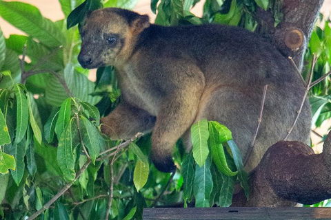 Virtual Interactive Australian Wildlife Tour With Private Guide-Wildlife Habitat - Accommodation ACT 1