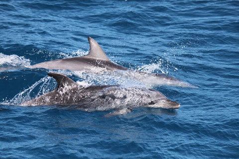 Sandy Straits Scenic & Wildlife Cruise - Accommodation ACT 1