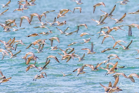 Sandy Straits Scenic & Wildlife Cruise - Accommodation ACT 4