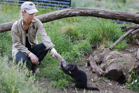 After Dark Tasmanian Devil Feeding Tour At Cradle Mountain - Accommodation ACT 3