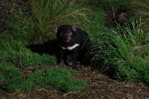 After Dark Tasmanian Devil Feeding Tour At Cradle Mountain - Accommodation ACT 1