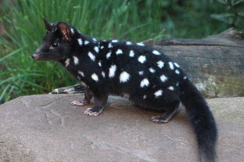 After Dark Tasmanian Devil Feeding Tour At Cradle Mountain - Accommodation ACT 5