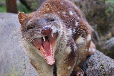 After Dark Tasmanian Devil Feeding Tour At Cradle Mountain - Accommodation ACT 4