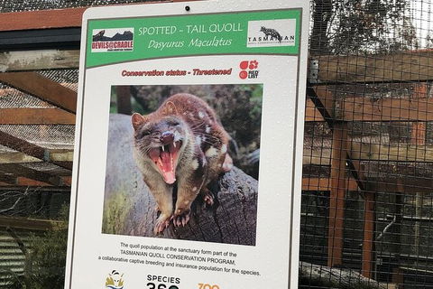 After Dark Tasmanian Devil Feeding Tour At Cradle Mountain - Accommodation ACT 2