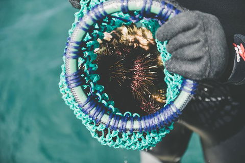 Deep-to-Dish: Tasmanian Seafood Experience - Afternoon Tour - Accommodation ACT 5