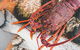 Deep-to-Dish: Tasmanian Seafood Experience - Afternoon Tour - thumb 7