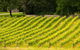All Inclusive Wine Tour Up The Derwent Valley Hobart: Local Wines & Cheeses - thumb 3